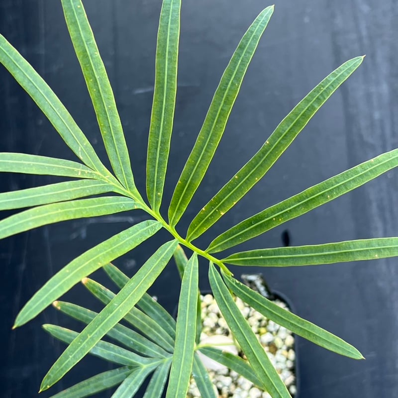 サイカス タイシルバー（Cycas sp Thai Silver）② | MINO GREEN