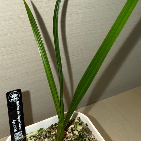 Brahea sp.Super Silver①