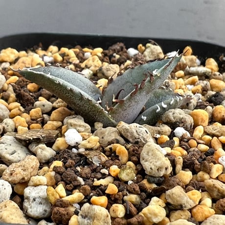 【アガベ チタノタブルー 実生】Agave titanota blue seedling