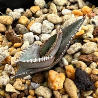 【アガベ オテロイ 実生】Agave oteroi seedling