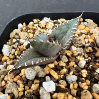 【アガベ オテロイ 実生】Agave oteroi seedling