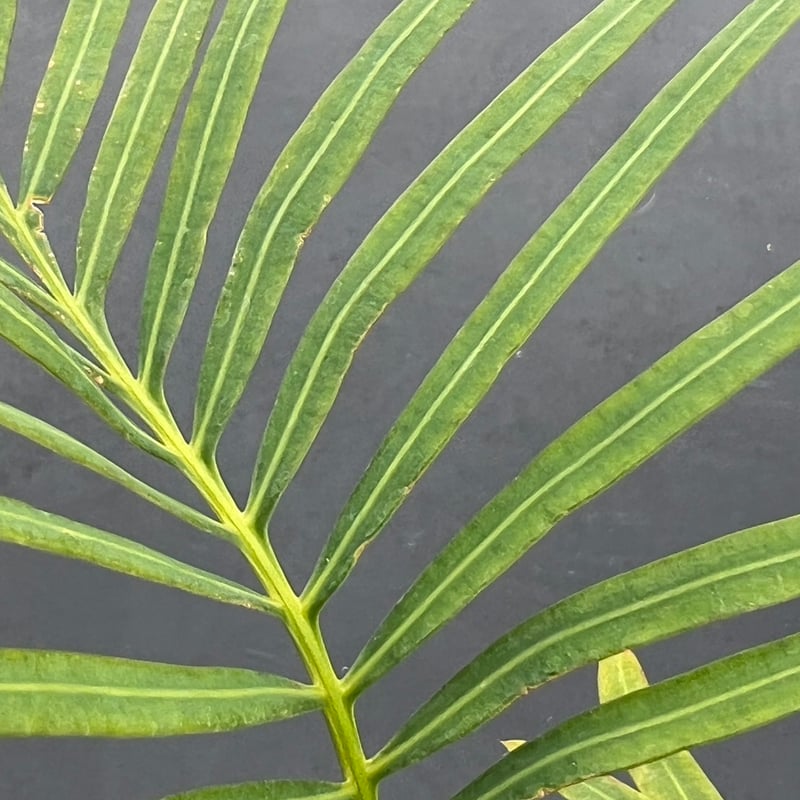 サイカス タイシルバー（Cycas sp Thai Silver）③ | MINO GREEN