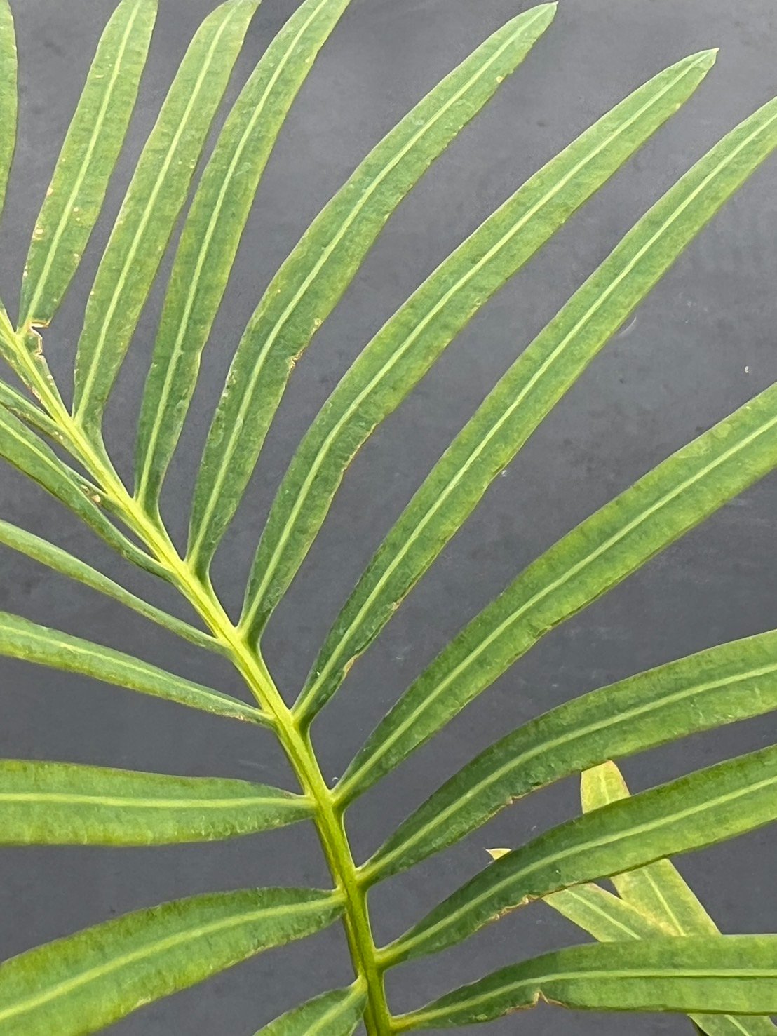 サイカス タイシルバー（Cycas sp Thai Silver）③ | MINO GREEN