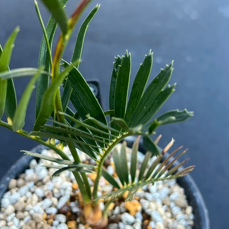 【現品】マクロザミア・コムニス　Macrozamia communis　8号S4 マクロザミア・コムニス（Macrozamia communis) | MINO GREEN