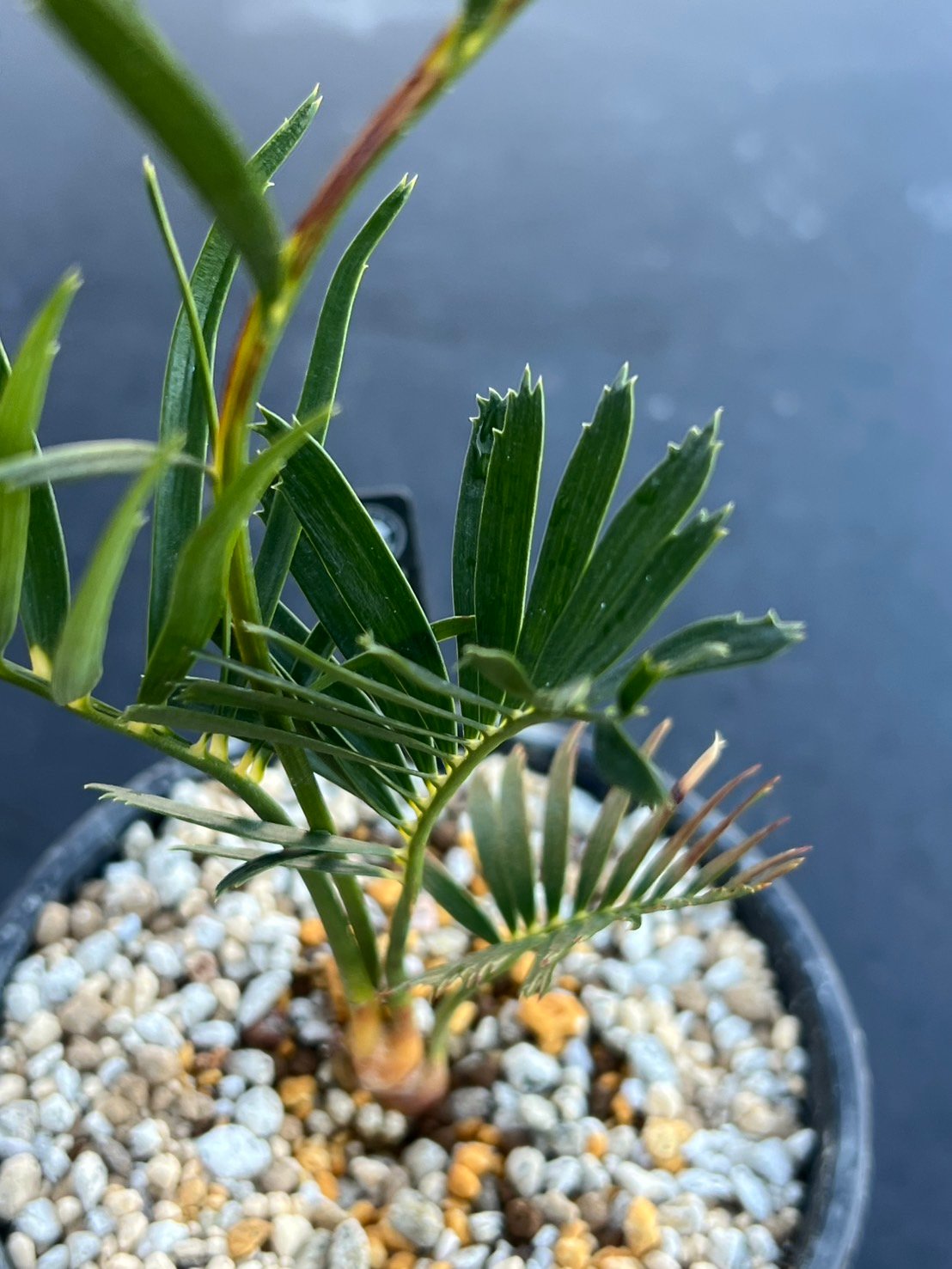 マクロザミア・コムニス（Macrozamia communis) | MINO GREEN