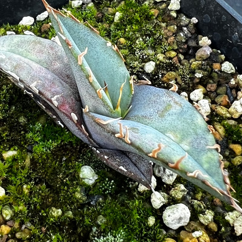 アガベ オテロイ 実生】Agave oteroi seedling | MINO GREEN