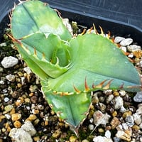 【アガベ オテロイ 実生】Agave oteroi seedling