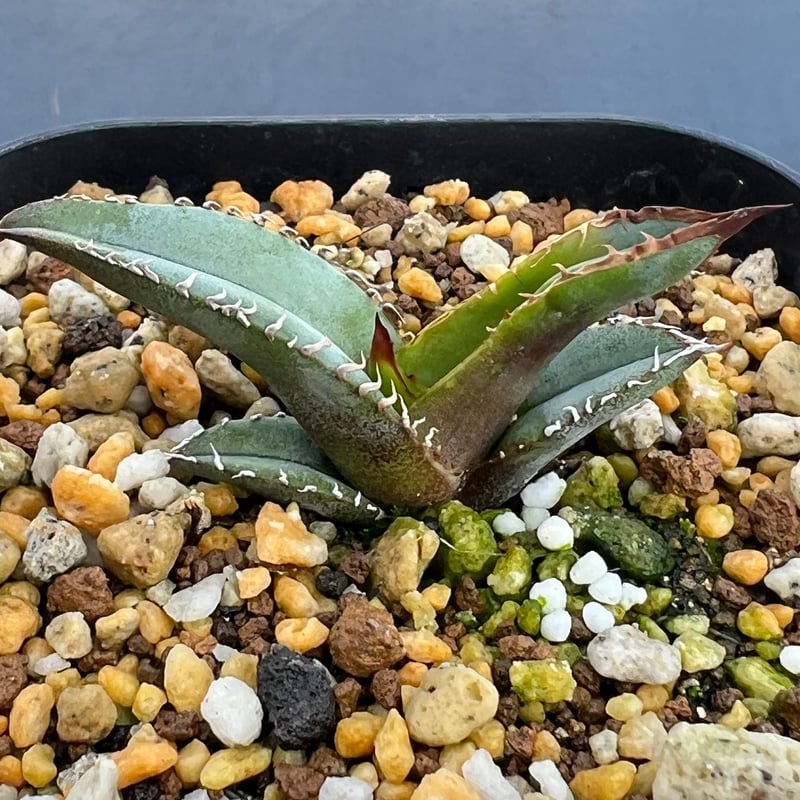 アガベ チタノタブルー 実生】Agave titanota blue seedling |