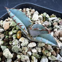 【アガベ チタノタブルー 実生】Agave  titanota blue seedling