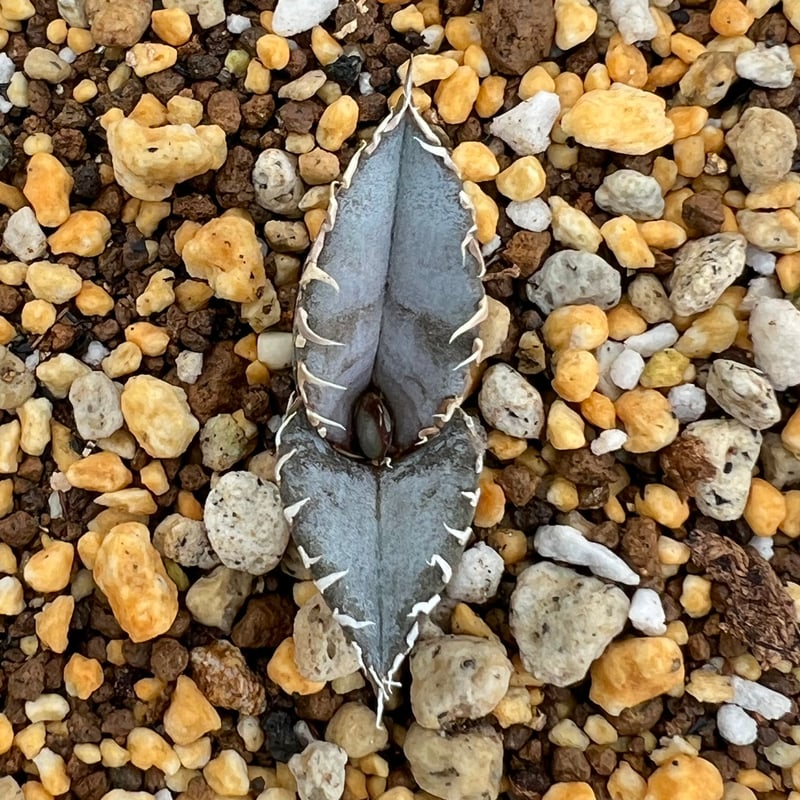 アガベ チタノタブルー 実生】Agave titanota blue seedling |