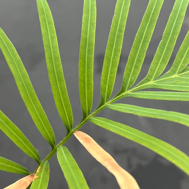 サイカス タイシルバー（Cycas sp Thai Silver）② | MINO GREEN