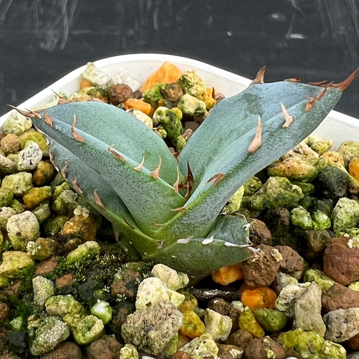 アガベ チタノタブルー 実生】Agave titanota blue seedling |