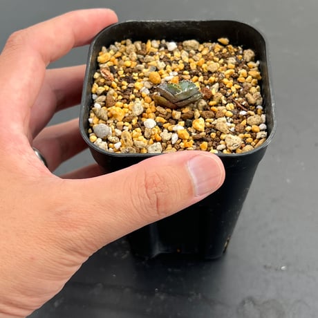 【アガベ チタノタブルー 実生】Agave titanota blue seedling