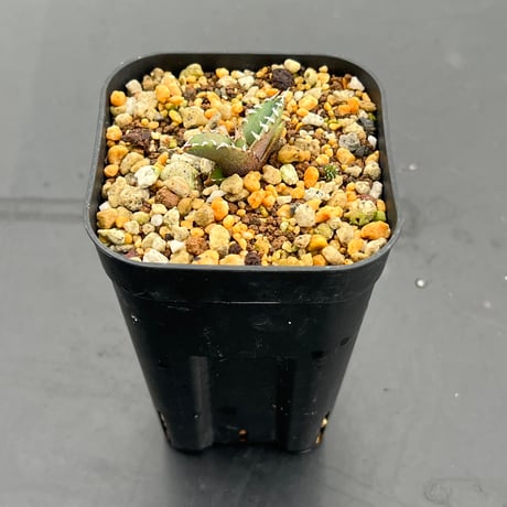 【アガベ オテロイ 実生】Agave oteroi seedling