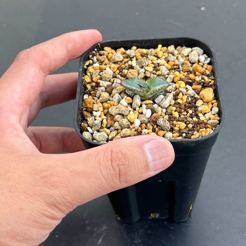 アガベ チタノタブルー 実生】Agave titanota blue seedling |