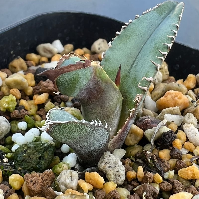 アガベ チタノタブルー 実生】Agave titanota blue seedling |