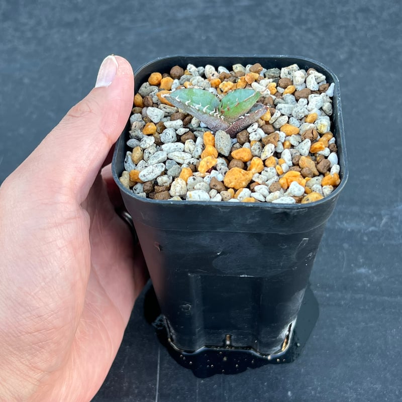 アガベ チタノタブルー 実生】Agave titanota blue seedling |