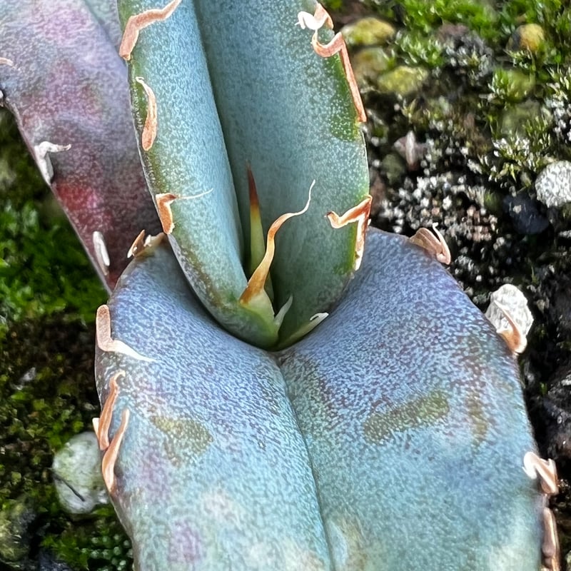 アガベ オテロイ 実生】Agave oteroi seedling | MINO GREEN