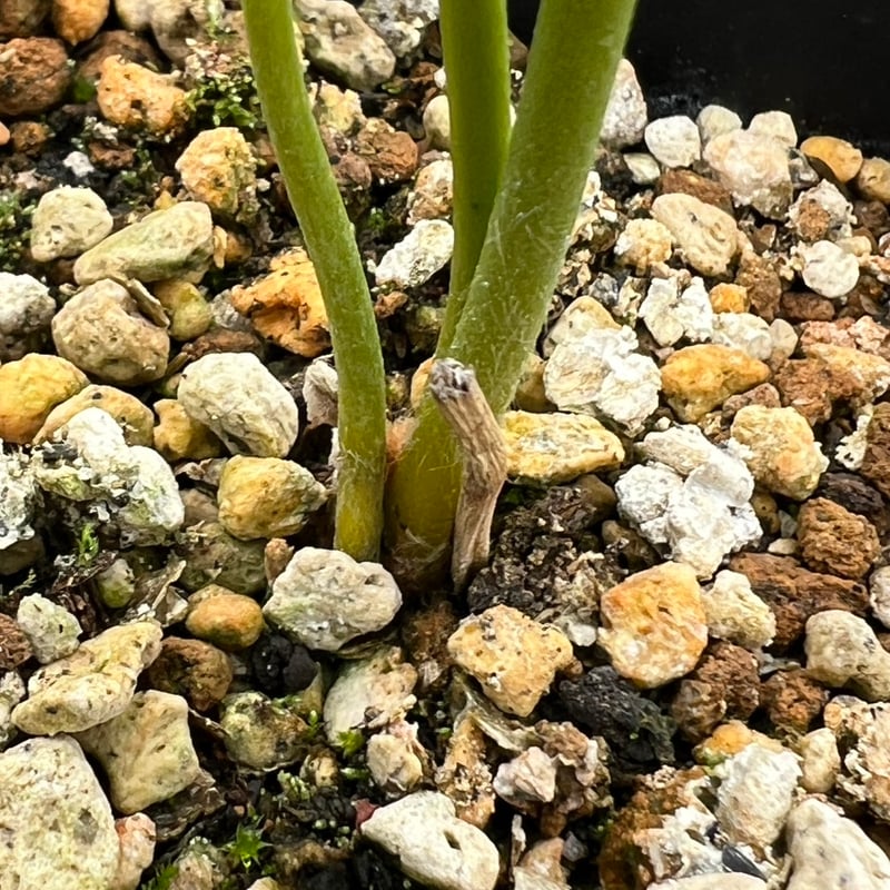 サイカス タイシルバー（Cycas sp Thai Silver）③ | MINO GREEN