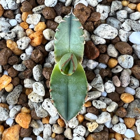 【アガベ チタノタブルー 実生】Agave  titanota blue seedling