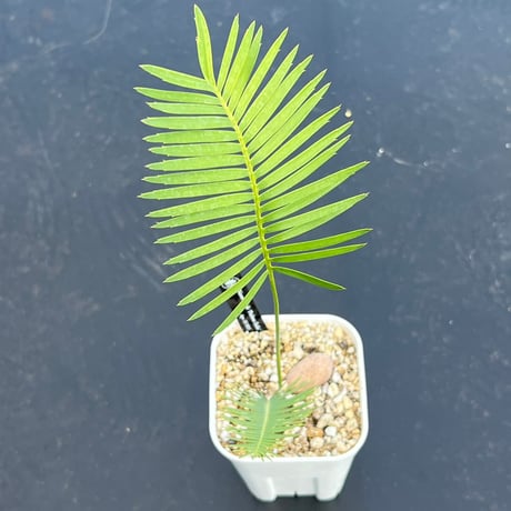 ディオーンエデュレ | STORES