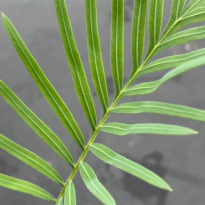 サイカス タイシルバー（Cycas sp Thai Silver）② | MINO GREEN