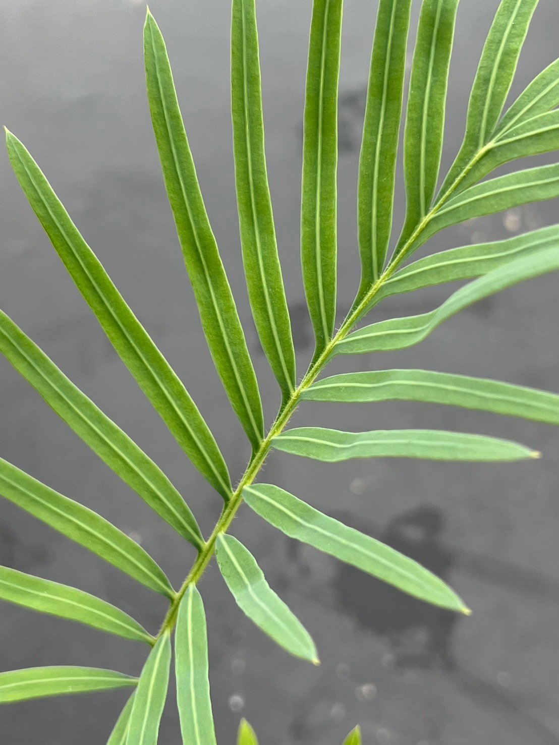 サイカス タイシルバー（Cycas sp Thai Silver）② | MINO GREEN