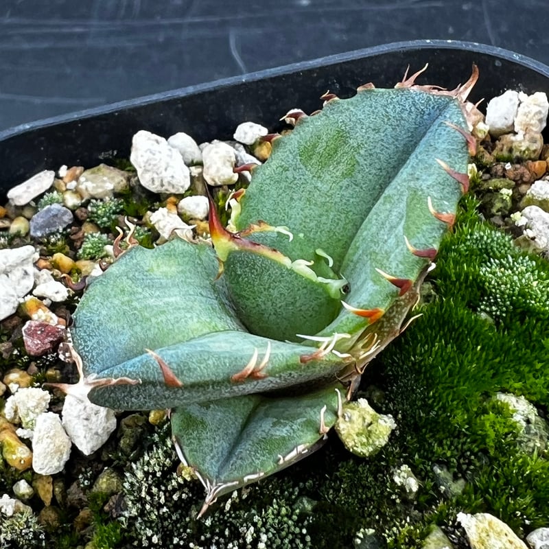 アガベ オテロイ 実生】Agave oteroi seedling | MINO GREEN