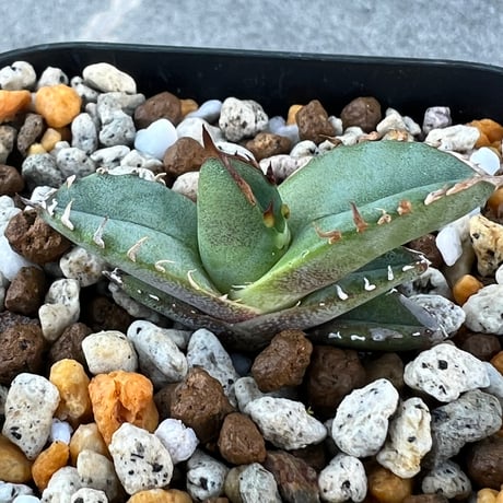 【アガベ チタノタブルー 実生】Agave  titanota blue seedling