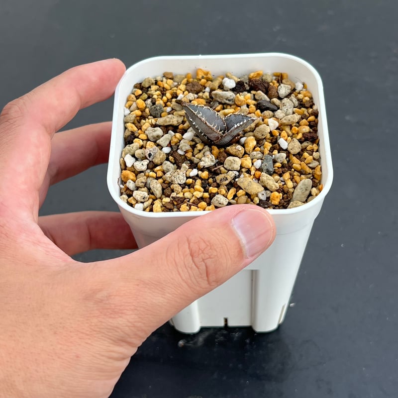 Agave Europe seedling アガベ チタノタ ヨーロッパ 実生 アガベ チタノタ ヨーロッパ 実生 Europe seedling / オテロイ