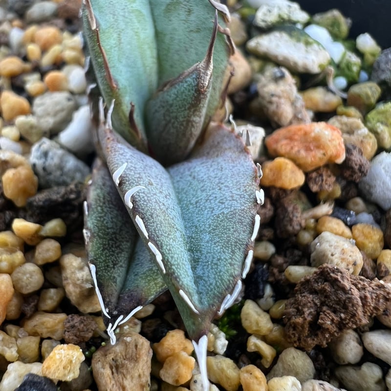 アガベ オテロイ 実生】Agave oteroi seedling | MINO GREEN