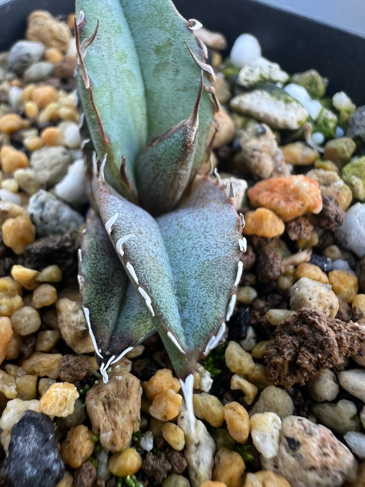 アガベ オテロイ 実生】Agave oteroi seedling | MINO GREEN