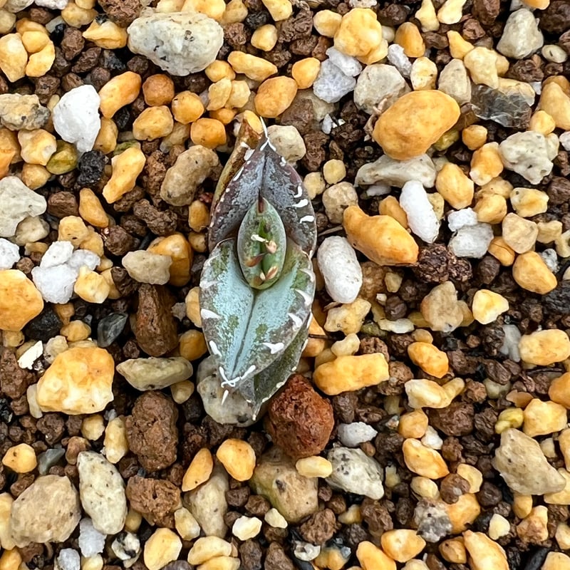 アガベ チタノタブルー 実生】Agave titanota blue seedling |