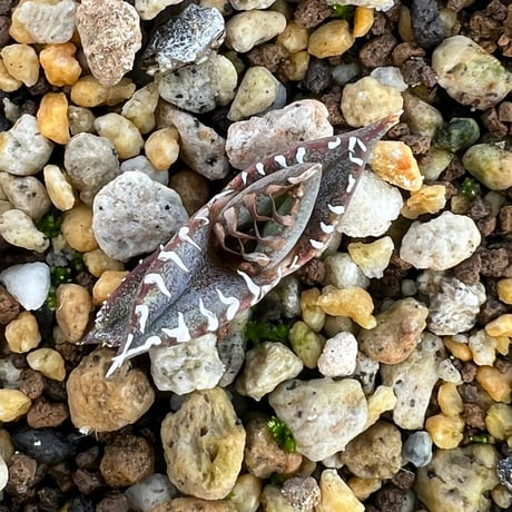 【アガベ オテロイ 実生】Agave oteroi seedling