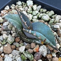 【アガベ チタノタブルー 実生】Agave titanota  blue seedling