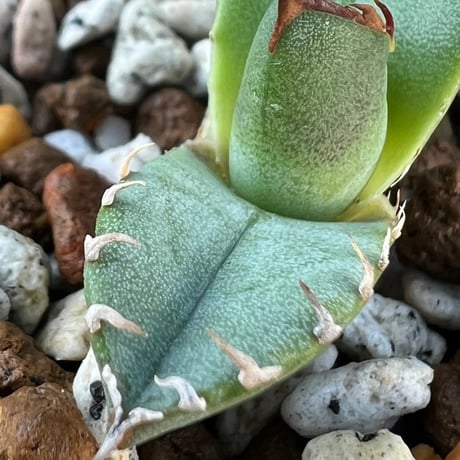 【アガベ チタノタブルー 実生】Agave  titanota blue seedling