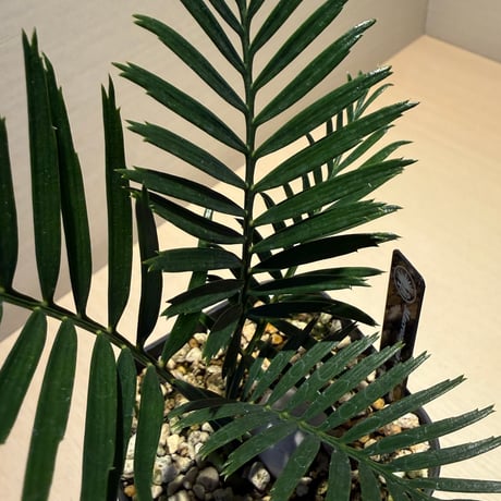マクロザミア・コムニス（Macrozamia communis)  ①