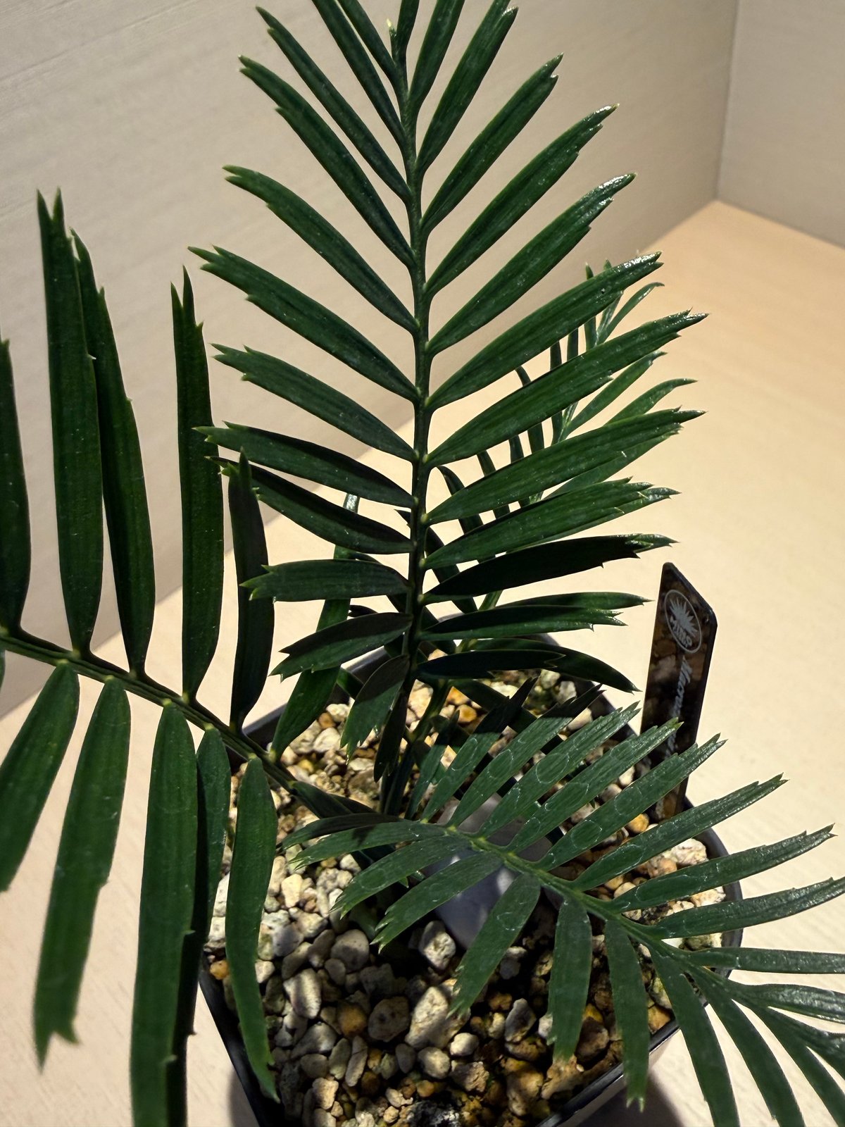 マクロザミア・コムニス（Macrozamia communis) ① | MINO GREEN