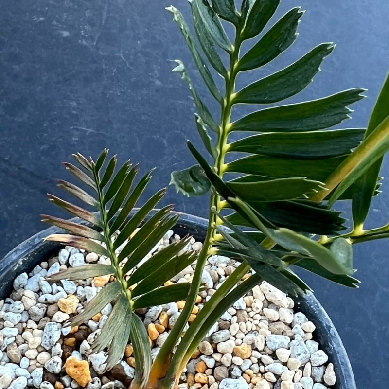 マクロザミア・コムニス（Macrozamia communis) | MINO GREEN