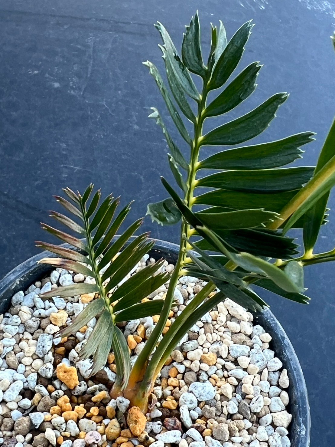 マクロザミア・コムニス（Macrozamia communis) | MINO GREEN