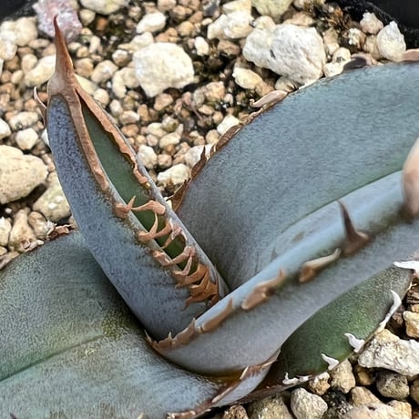 【アガベ ホリダ 実生】Agave horrida（oteroi） seedling