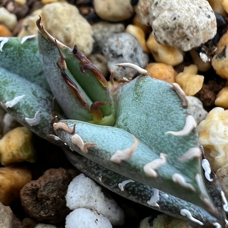 アガベ チタノタブルー 実生】Agave titanota blue seedling |