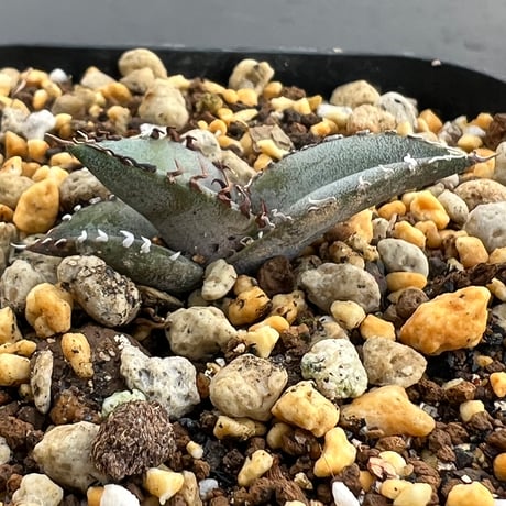 【アガベ チタノタブルー 実生】Agave titanota blue seedling