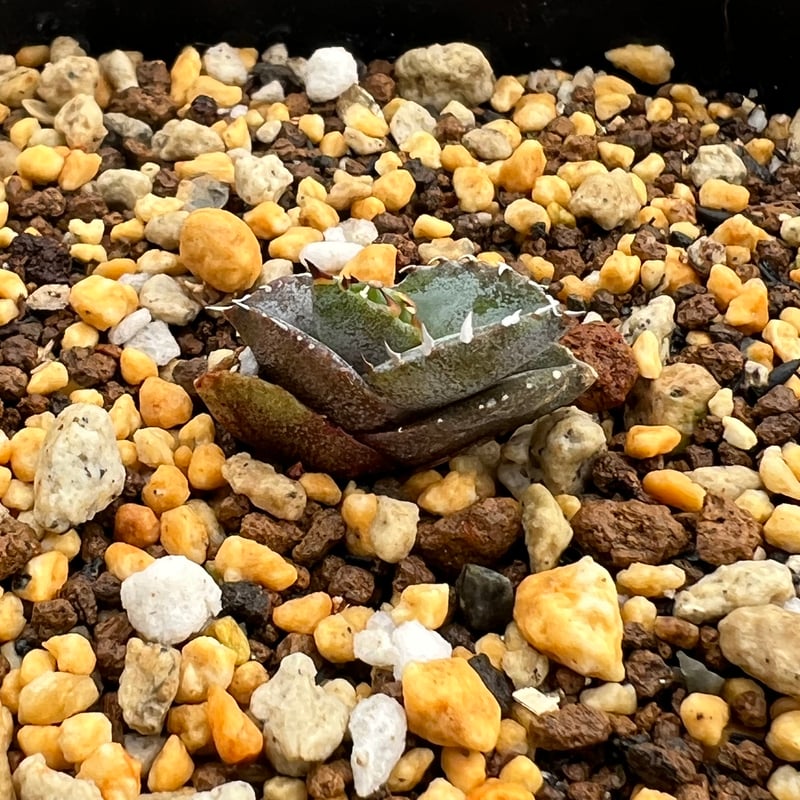 アガベ チタノタブルー 実生】Agave titanota blue seedling |