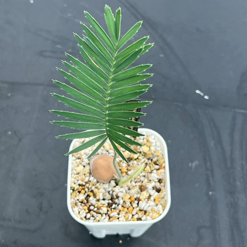 ディオーン・エデュレ（Dioon edule 'Palma Sola'）① | MINO GREEN