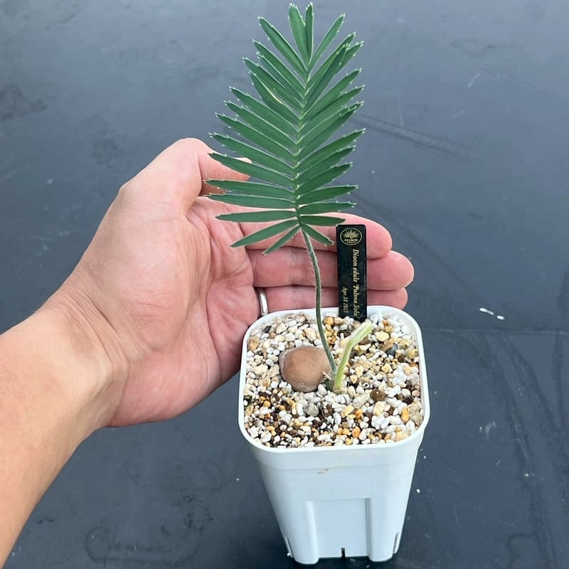 ディオーン・エデュレ（Dioon edule 'Palma Sola'）① | MINO GREEN