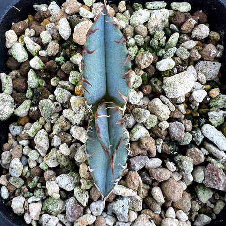 【アガベ チタノタブルー 実生】Agave  titanota blue seedling