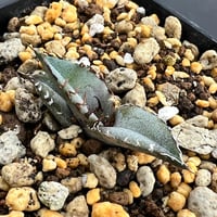 【アガベ チタノタブルー 実生】Agave titanota blue seedling