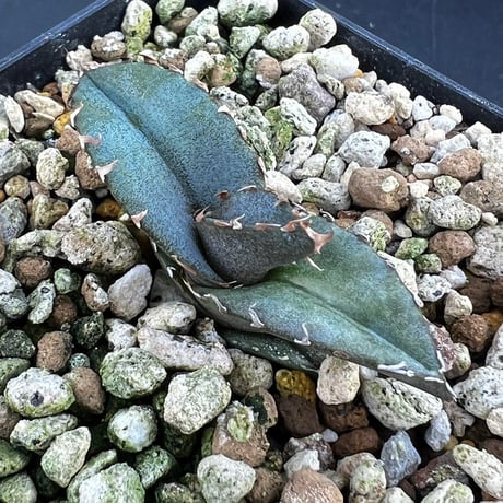 【アガベ チタノタブルー 実生】Agave titanota  blue seedling