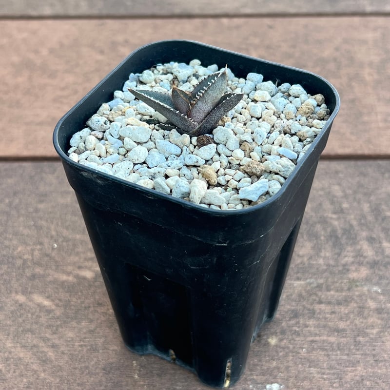 アガベ オテロイ 実生】Agave oteroi seedling | MINO GREEN